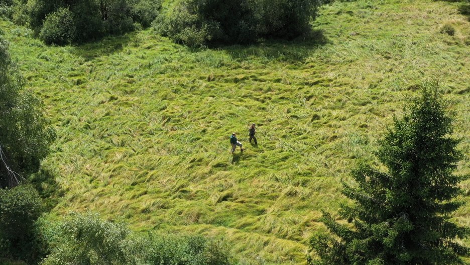 AMOOSED: losia odysea
(2025)