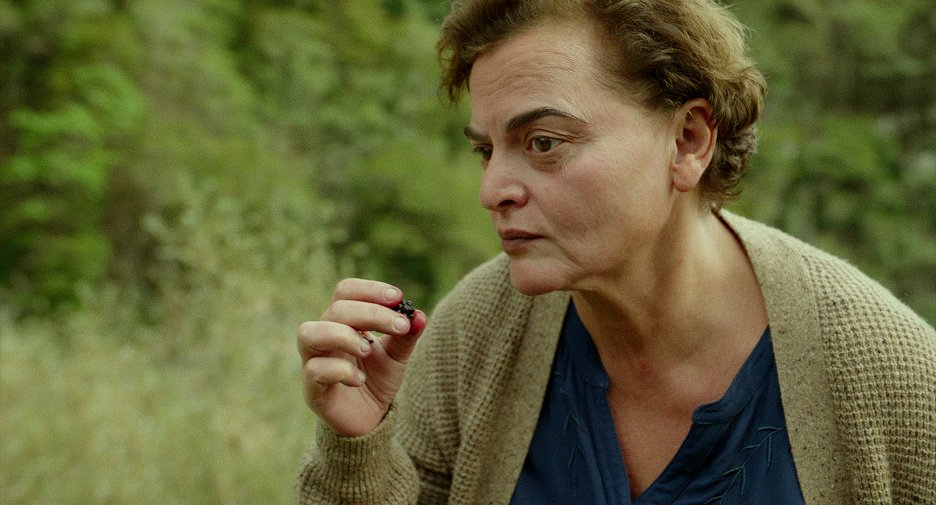 Drozd v černičí
(2024)